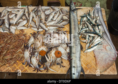 Pesce e frutti di mare sul display sul mercato asiatico Foto Stock