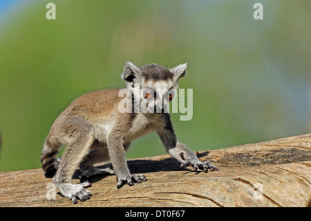 Anello-tailed Lemur (Lemur catta), capretti Foto Stock
