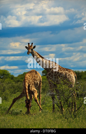 Due giraffe, uno in ginocchio e l'altra verticale, nelle praterie di savana della Namibia Foto Stock