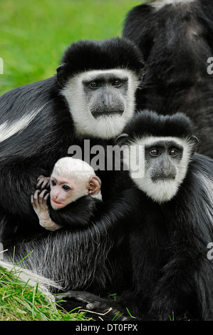 In bianco e nero Colobus Monkey o Mantled (Guereza Colobus guereza), femmina con youngs Foto Stock