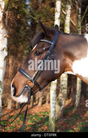 Marrone e bianco testa di cavallo stretta fino nel bosco Foto Stock