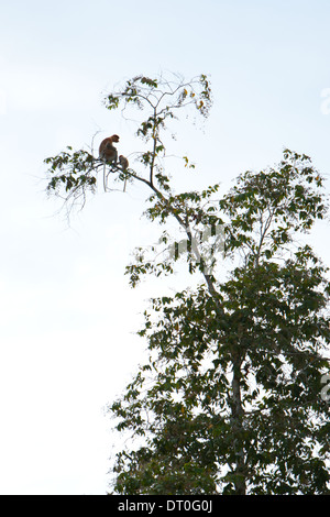 Un adulto e bambino proboscide di scimmia (Nasalis larvatus) seduta alta in una struttura ad albero Foto Stock
