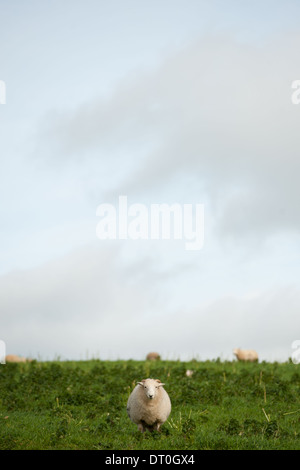 Una pecora (Ovis aries) in un campo Foto Stock