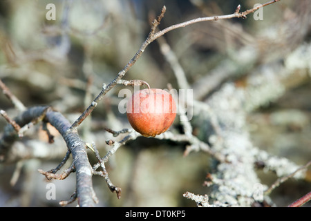 Albero di mele Foto Stock