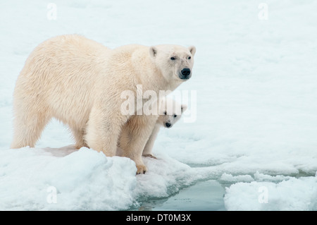 Orso polare Madre con Cub nascondendo dietro di lei, Ursus maritimus, Olgastretet Pack ghiaccio, Spitsbergen, arcipelago delle Svalbard, Norvegia Foto Stock