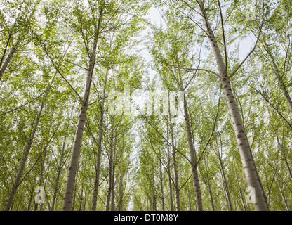 Oregon USA Poplar Tree plantation linee dritte corteccia bianco Foto Stock