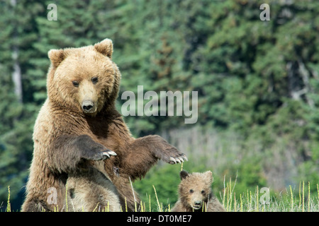 Orso grizzly seminare, Ursus arctos, con due cuccioli di molla, una assistenza infermieristica come essa si erge, il Parco Nazionale del Lago Clark, Alaska, STATI UNITI D'AMERICA Foto Stock