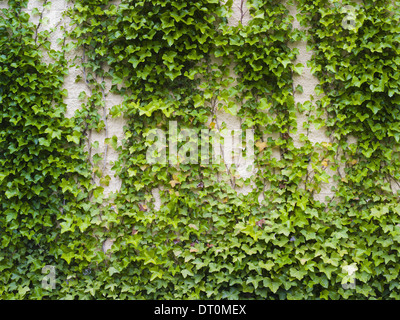 Stati Uniti di Washington Ivy cresce rigogliosa pianta sul muro di mattoni Foto Stock