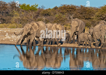 Branco di elefanti africani, Loxodonta africana, con riflessione in una waterhole, Etosha NP, Namibia, Africa occidentale Foto Stock