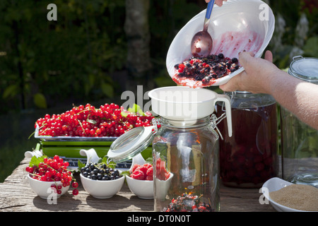 Ingredienti e utensili per una casalinga di ribes nero liquore, versare in purea di frutta con un imbuto in un grande vaso di inscatolamento Foto Stock