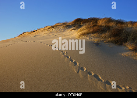 Le vie nelle dune lungo il Cape Cod National Seashore in a Provincetown, Massachusetts Foto Stock