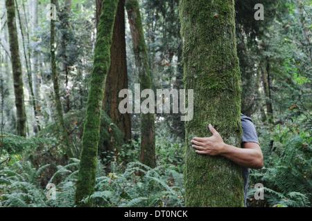 Seattle Washington USA uomo abbracciando albero nella lussureggiante foresta verde Foto Stock