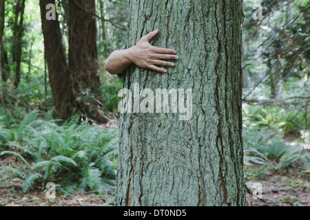 Seattle Washington USA uomo abbracciando albero nella lussureggiante foresta verde Foto Stock