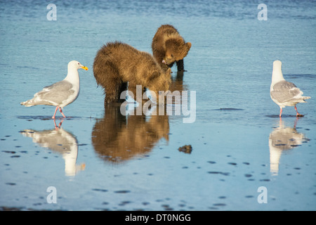 Due Orso grizzly cuccioli di molla, Ursus arctos, clamming nelle piane di marea del Cook Inlet, Alaska, Stati Uniti d'America, come due Gabbiani guardare Foto Stock