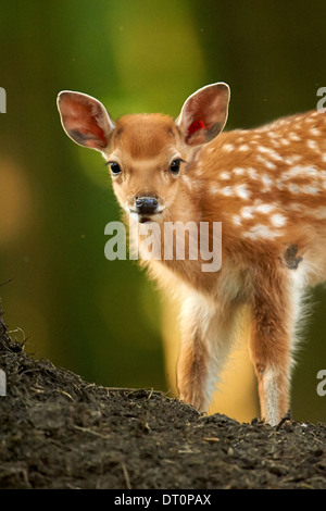 Un bambino Daini (Dama Dama) Foto Stock