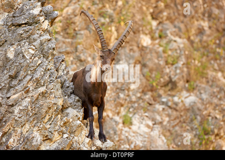 Alpine Ibex o stambecco (Capra ibex) permanente sulla scogliera rocciosa faccia Foto Stock