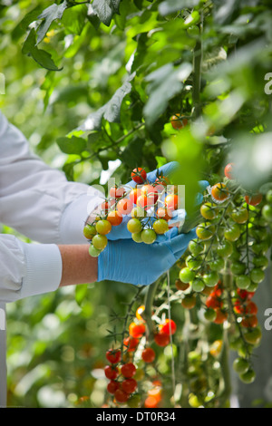 Pomodori ciliegia sulla vite in serra Foto Stock