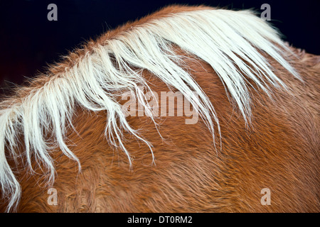 Dettaglio di un cavallo umido la principale Foto Stock
