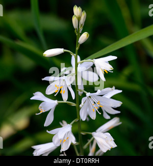 Anthericum liliago grande fiore bianco fiori fioritura St Bernards lily racemo panicle spike guglia perenne Foto Stock