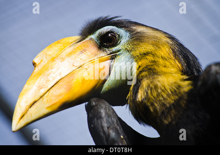 Hornbill con luminosi becco giallo e le ciglia lunghe Foto Stock