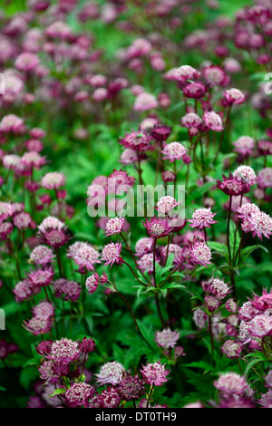 Astrantia major hadspen sangue rosso masterworts maroon fiore fiori piante fiorite perenni rosa scuro ombra ombroso giardino ombreggiato Foto Stock