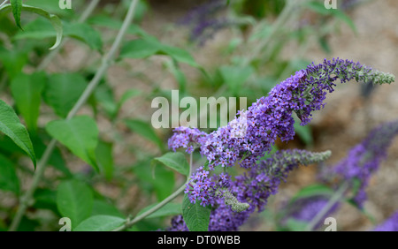Buddleja davidii glasnevin pianta ibrida ritratti fiori viola guglie Arbusti decidui estate messa a fuoco selettiva buddleja Foto Stock