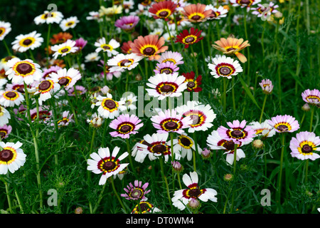 Chrysanthemum carinatum allegro mix dipinto daisy Merry miscela varietà annuale di colore dei fiori colori colori bloom fioritura Foto Stock