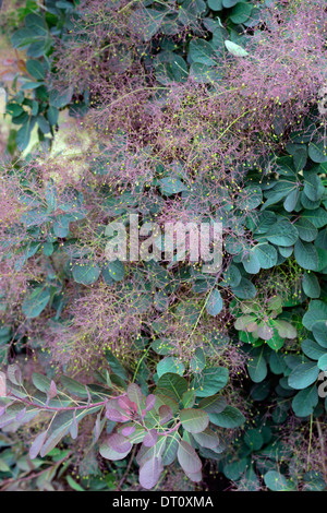 Fumo cotinus bush flower spruzzare le alette piccoli fiori foglie scure fronde albero a foglie decidue alberi ornamentali in Foto Stock