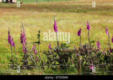 Foxgloves comune (Digitalis purpurea) crescente da strada, Bodmin Moor , Cornovaglia , Inghilterra Foto Stock