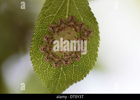 Gli insetti le uova su una foglia di prugne Foto Stock