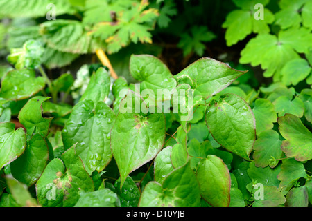 Epimedium youngianum roseum molla verde fogliame esce la nuova crescita groundcover piantagione di piante Foto Stock