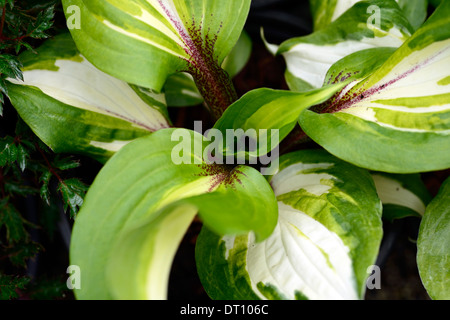 Hosta gelato al lampone verde variegato bianco lascia profonde borgogna piccioli basi foglia ombra ombroso giardino ombreggiato Foto Stock