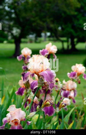 Iris carnaby barbuto germanica Iris Iris tedesco Rhizomatous giallo arancione viola colore colore fiore sbocciare dei fiori Foto Stock