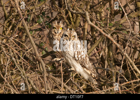 Breve eared gufi, asio flammeus, sono ' appollaiati in siepe. Foto Stock