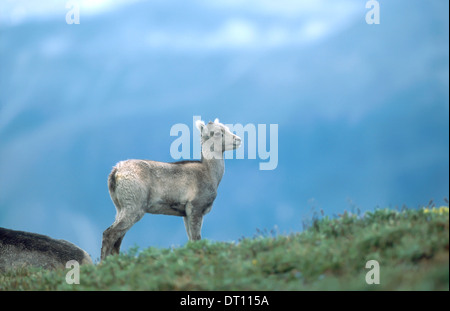 Dall's pecore (ovis dalli) - noto anche come pecore in pietra - a ferro di cavallo in montagna, Muskwa-Kechika, British Columbia, Canada Foto Stock