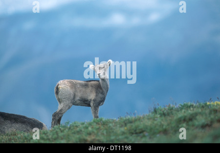 Dall's pecore (ovis dalli) - noto anche come pecore in pietra - a ferro di cavallo in montagna, Muskwa-Kechika, British Columbia, Canada Foto Stock