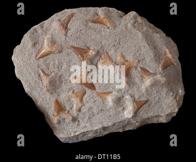 Antichi fossili di squalo i denti Foto Stock