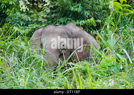 Borneo elefante pigmeo, Elephas maximus, singoli ritratto in erba alta, Danum Valley, Sabah, Malaysia orientale, Borneo Foto Stock