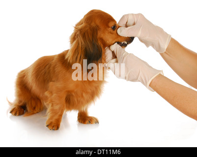 Assistenza veterinaria - bassotto in fase di esame da parte del veterinario su sfondo bianco Foto Stock