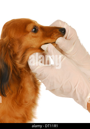 Assistenza veterinaria - bassotto in fase di esame da parte del veterinario su sfondo bianco Foto Stock