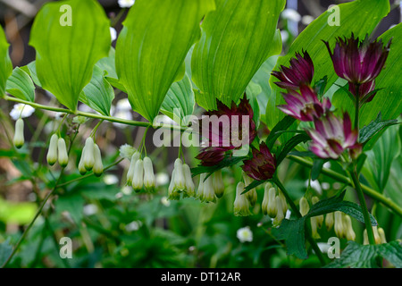 Polygonatum biflorum astrantia nozze di rubino rosso bianco fiori mix di fioritura piantando mescolato schema ombra ombroso giardino ombreggiato Foto Stock