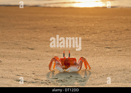 Pacifico Granchi fantasma con occhio alti culmi fissando sulla spiaggia al tramonto a Punta Sal in Tumbes vicino a Mancora nel nord del Perù Foto Stock