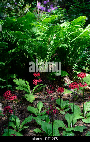 Primula japonica mugnai crimson Matteuccia struthiopteris giapponese primrose Felce penna di ombra ombra piantando mescolato schema Foto Stock