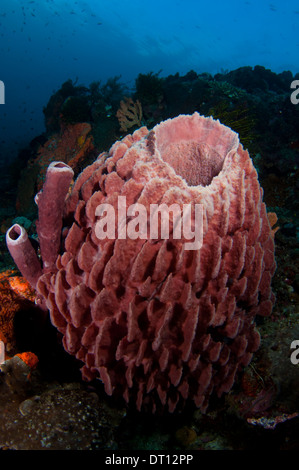 Spugna di canna, Halmahera, ISOLE MOLUCCHE, INDONESIA Foto Stock