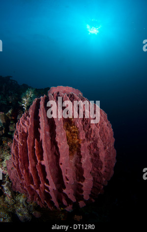 Spugna di canna, Halmahera, ISOLE MOLUCCHE, INDONESIA Foto Stock