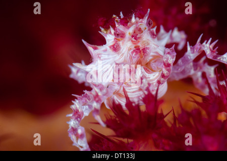 Coralli molli, granchio Hoplophrys oatesii, su soft coral host, Tafaga, moti, isola di Halmahera, Isole Molucche, Indonesia. Foto Stock