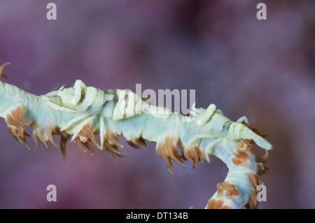 Un commnesal gamberetti, Dasycaris zanzibarica, sul suo host frusta corallo. Tafaga, moti, isola di Halmahera, ISOLE MOLUCCHE, INDONESIA Foto Stock