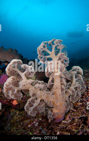 Struttura Umbellate Corallo, Dendronephthya Sp., la crescita su distrutto corallo, Tafaga, moti, isola di Halmahera, ISOLE MOLUCCHE, INDONESIA Foto Stock