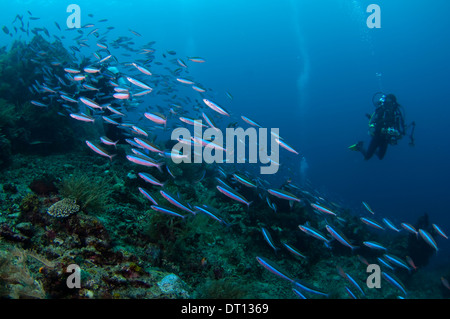 Bluestreak Fusilier, Pterocaesio tile, scuola di viaggio su reef, Jeti Kota, moti, isola di Halmahera, ISOLE MOLUCCHE, INDONESIA Foto Stock