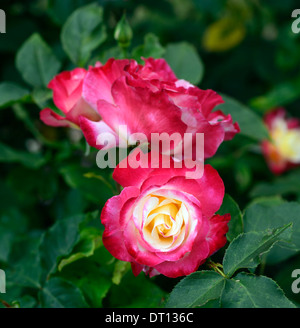 Rosa double delight andeli hybrid rosa tea rose rosso bianco fiore fiori fioritura bloom blooming Foto Stock